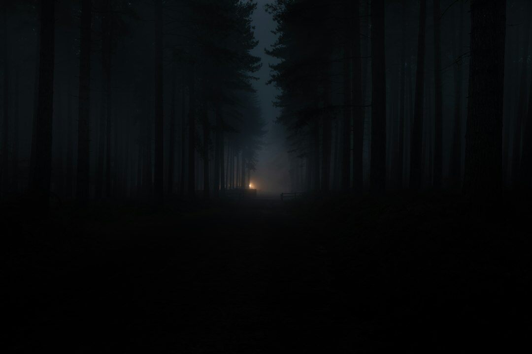 dark foggy forest at night